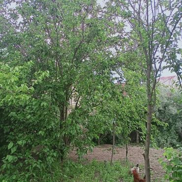 Həyət evləri və villaların satışı: 7 otaqlı, 150 kv. m, Kredit yoxdur, Orta təmir — 28