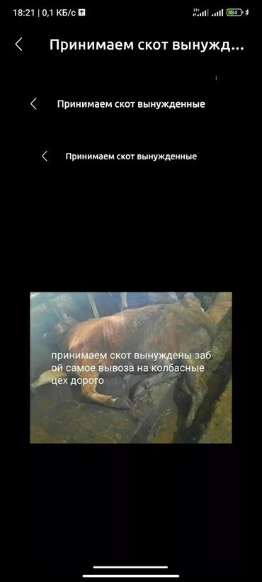 усыпление животных бишкек: Куплю | Бараны, овцы, Коровы, быки, Лошади, кони | Любое состояние, Забитый, На забой, на мясо