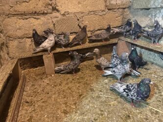 Göyərçinlər: Başlıq: Təcili 19 ədəd Təmiz Ebrəş satılır. Bir yuvanın Təsvir: - 19 — 3