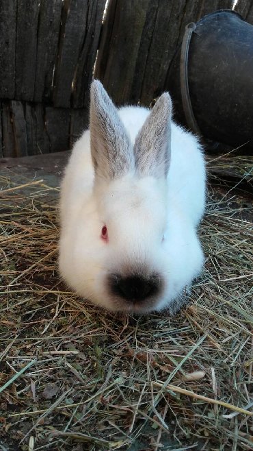 Декоративные кролики: Кролики — 10