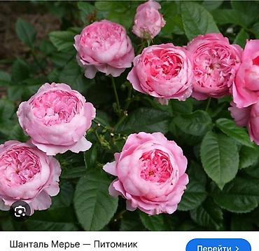 Роза: Саженцы — 49