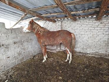 Лошади, кони: Продаю | Жеребенок | Для разведения — 2