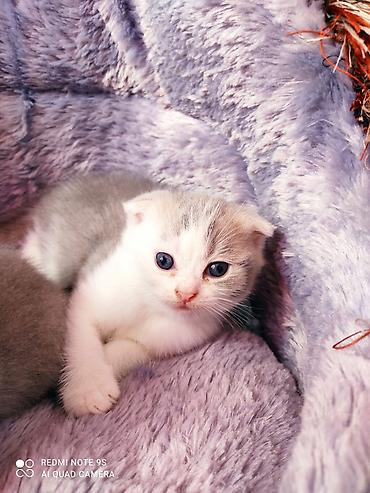 labrador satılır: Şotland yastı qulaq, Erkək, Dişi, Ünvandan götürmə — 8