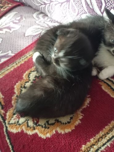 Продажа кошек: Котята от домашней кошки с вислыми ушками (на фото мама). Окрас у — 5