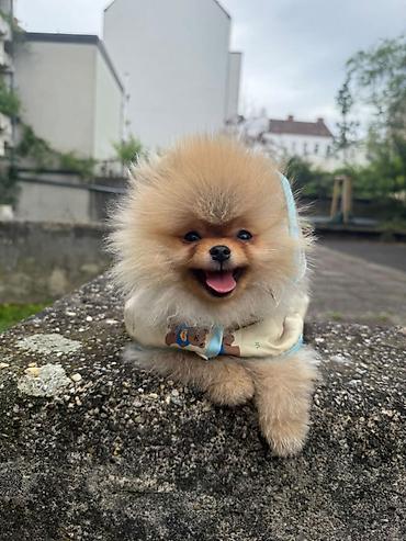 kupujem prodajem pomeranac: Dostupni prelepi štenci pomeranaca. Strucno odgajani uz nadzor — 6