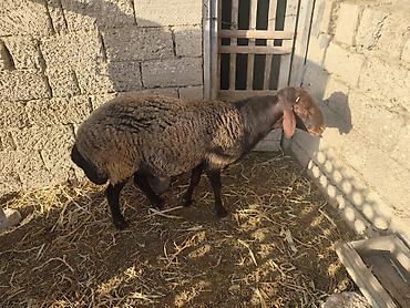 Mal-qara: Qala qoçu satılır super qoyun sürməyi var damazliga yararlidir — 4
