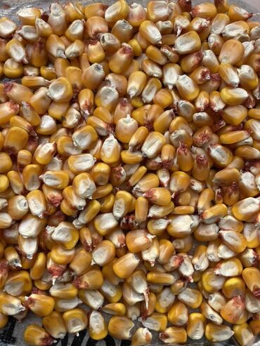 сельскохозяйственные животные продажа: Кукуруза Жугору зерно (сухое) 18,5сом