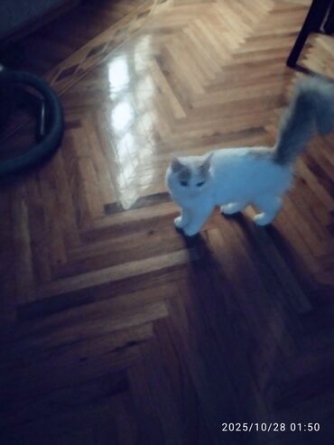 Pişiklər: Şotland yastı qulaq, Yaxşı əllərə — 9