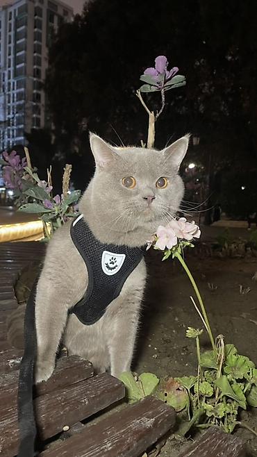 Кошки: Британская, Самец, Для вязки — 2