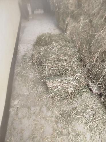 живой корм: В тюках клевер ячмень
свежий в тюках с дома 180 тюков — 5