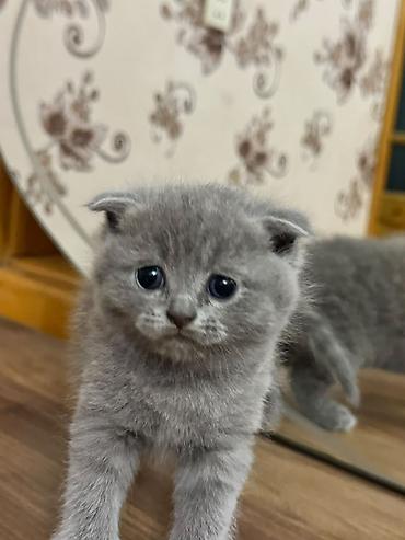 Кошки: Британская — 5