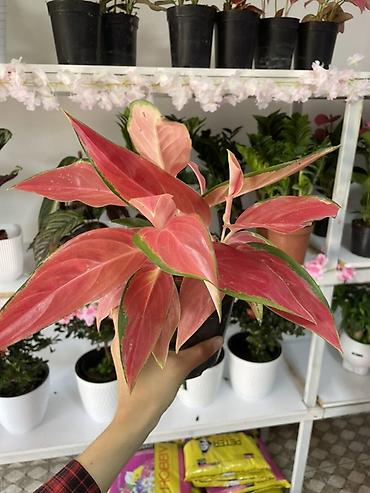 кызыл кия кыз: Аглаонема Pink/Red — декоративно-лиственное комнатное растение с — 2