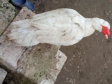 Ördəklər: Kom şeklinde SATLİR Erkey 2 denedi 10 dişi di tecılı satlir erkeyler — 3