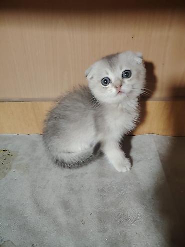 Şotland yastı qulaq lalafo.az -da Şotland yastı qulaq