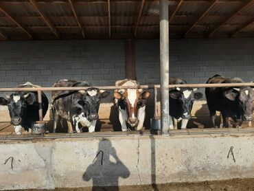 породистые коровы в бишкеке: Продаю | Корова (самка), Тёлка | Голштин | Для разведения, Для молока | Стельные