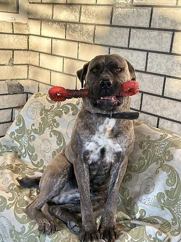 Продажа собак: Продаём девочку Кане Корса. Возраст 1год 8мес. Цена 11000 сом at lalafo.kg — 7 Продажа собак: Продаём девочку Кане Корса. Возраст 1год 8мес. Цена 11000 сом — 7