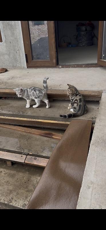 ищу кошку: Кошка даром: Скотиш Страйт (Шотландская прямоухая), 4 месяца, Мальчик, С прививками — 2