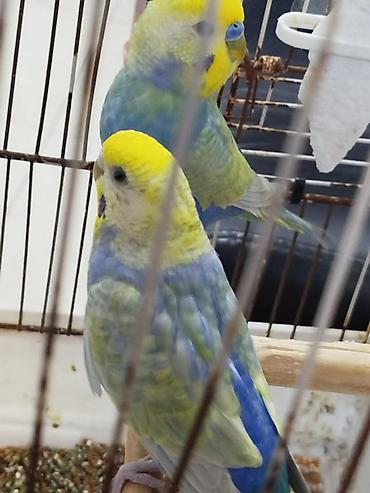 yuva: Hazir cüt rainbow satilir, qefes, aqilli yem qabi, folluqlu yuva — 5