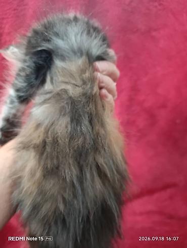 котёнок в хорошие руки: Мейн-Куны!!!🥰🥰🥰 Продаются Чистокровные,Шикарные котята!Три девочки — 9