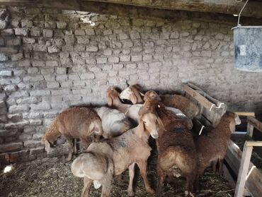Бараны, овцы: Продаю | | Арашан