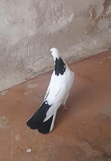 Göyərçinlər: Erkey — 2