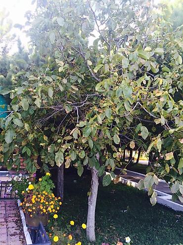 Продажа другой коммерческой недвижимости: Продаётся пансионат "Пристань" на Иссыкуле село Григорьевка. Участок — 8