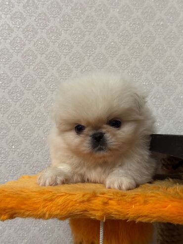 İtlər: Pekines, 2 ay, Erkek, Sənədli, Ünvandan götürmə