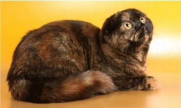 приму вещи даром: Шотландская кошка фолд трехцветная Отдам даром В связи в переездом в