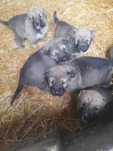 İtlər: Peyvəndli — 8