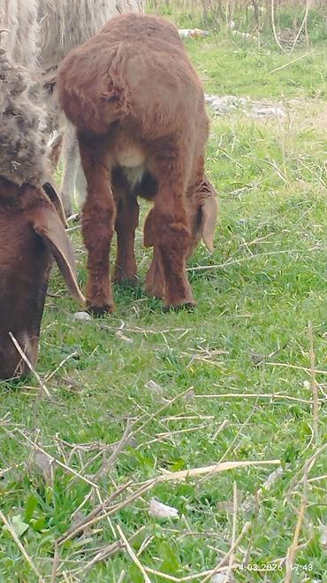 Баран, овца: Продаю | Ягненок | На забой — 4