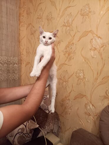 Кошки: Ванская