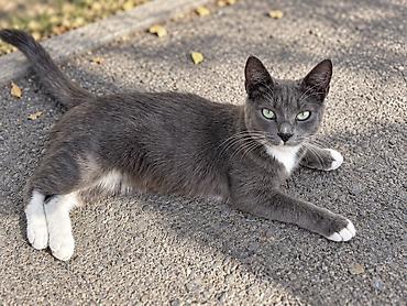 в добрые руки кошки: Кошка даром: Беспородная, Девочка — 3