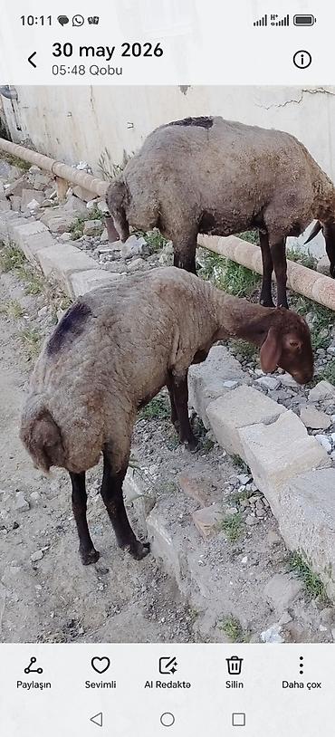 Mal-qara: Məhsul: Qoyunlar (qara başlı–qəhvəyi baş, açıq rəng yunlu) Təsvir: - — 1