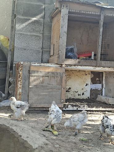 собаки хаски щенки: 500 сомдон 2 айлык жожолор сатылат ПАРОДАСЫ БРАМА 15 ШТ АК ОРДО 3 — 5