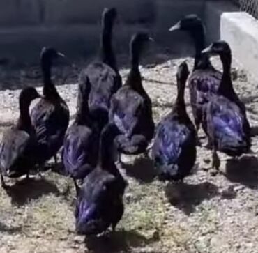 lal ordek haqqinda melumat: Dişi, | Macar, Damazlıq, Ödənişli çatdırılma