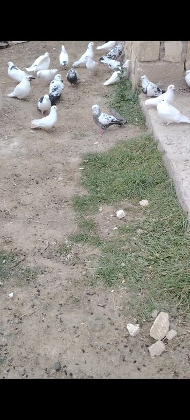 Göyərçinlər: Quşlar satılır kom 3 m üsd üsdə çoxsu çütdü tam sağlam heyvanlardı 30 — 7