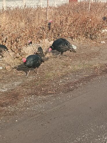 Индюки: Продаю | Индюшка (самка) | Черный принц | Для разведения | Племенные — 7