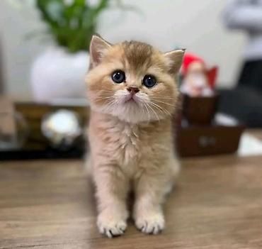 Pişiklər: Britan, Erkək, Dişi — 9