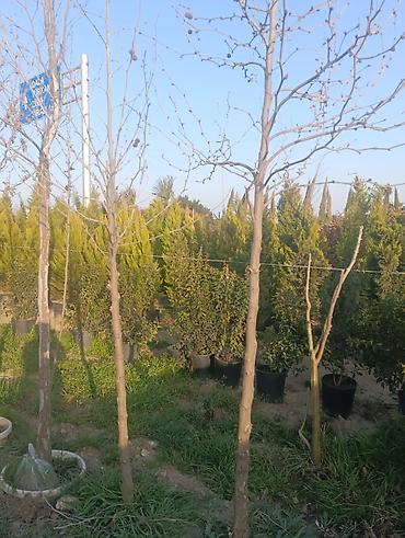 agaci: Dekarativ agaclarin topdan satişi çatrlmasi ekilmesi rulon qazon torf — 7