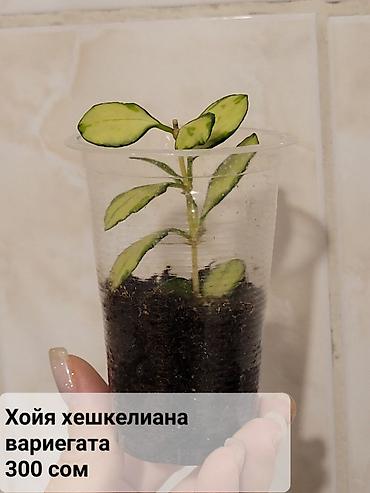 Хойи: Хойи
Цены и названия на фото — 6