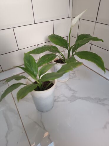 zire bitkisi: Otaq bitkiləri dəsti Şəkillərdəki bitkilər: - Spathiphyllum (Sülh