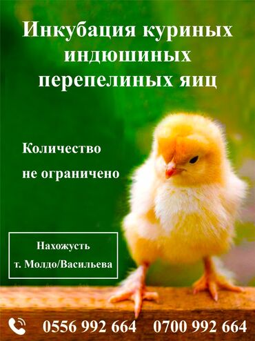 вет услуги: Услуги инкубации. Беру куриные индюшиные перепелиные яйца на