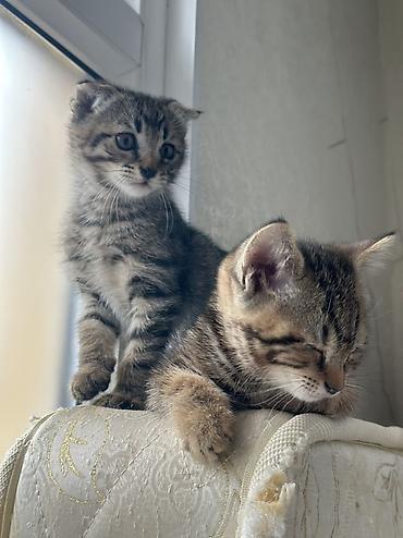 Продажа кошек: Можно забронировать котят😻😽♥️ Возраст 2 месяца🥰 еще сосут мамку — 4