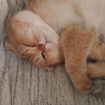 Pişiklər: Britan — 3