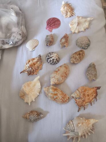 Digər ev dekoru: 1. Növ və nadirlik: • Soldakı və sağdakı hamar, qəhvəyi naxışlı — 12