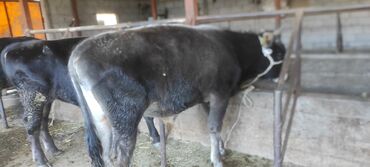 Коровы, быки: Продаю | Бык (самец) | Алатауская | На откорм | Искусственник