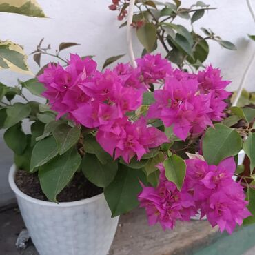 комнатные цветы цены: Бугенвиллия гулдорунун кочоттору сатылат . dauble red dauble pink