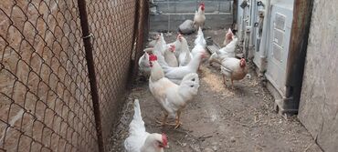 куплю куры несушки: Продаю | Куры | Несушки