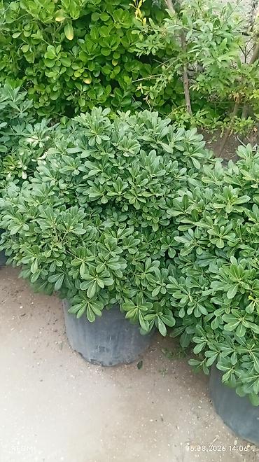 zeytun tursusu: Mediterranean üslubunda zeytun ağacı – formaya salınmış topiar Məhsul — 6