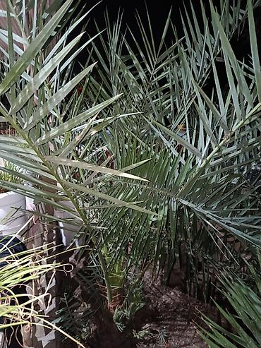 Ağaclar: Xurma,Palma. hündürlüyü 2m yuxarı qiymət 300 azn — 4